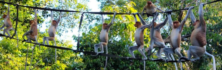 Family Borneo Wildlife Adventure