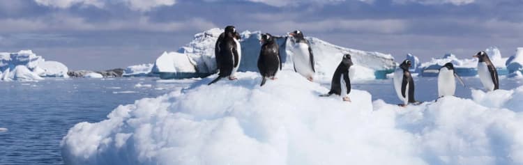 Antarctic Circle, South Georgia and the Falklands - M/V Greg Mortimer