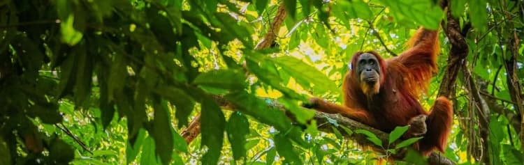 Highlights of Sumatra